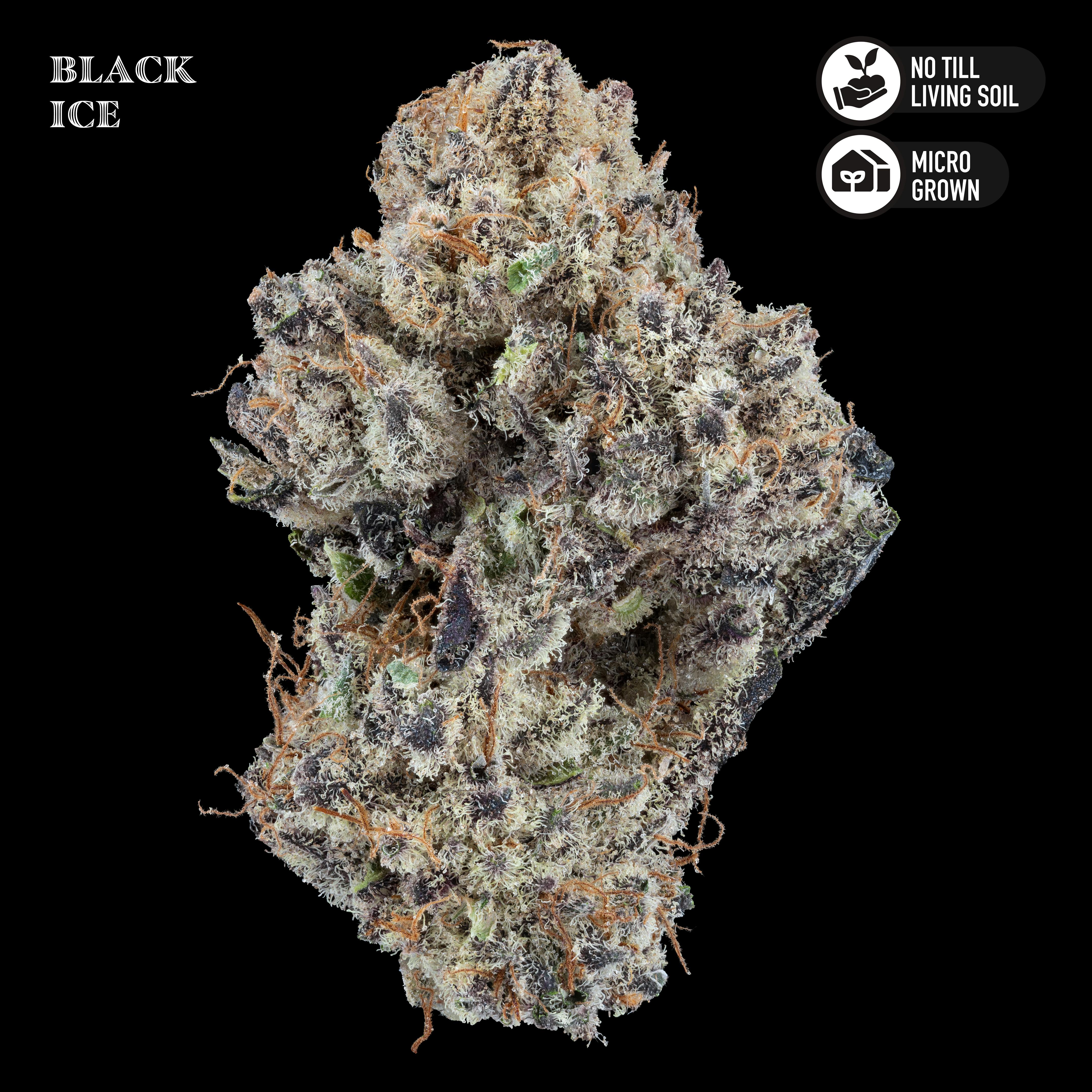 Black Ice 3.5g Flower Jar Royal Genetics