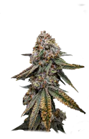 Product Alien Lollipop Buds