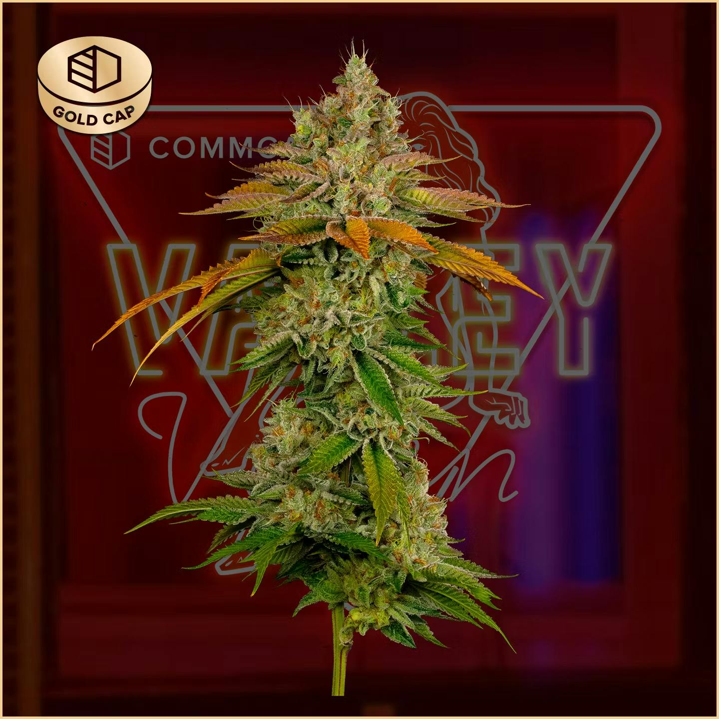 CommCan - Flower 3.5g - Valley Vixen