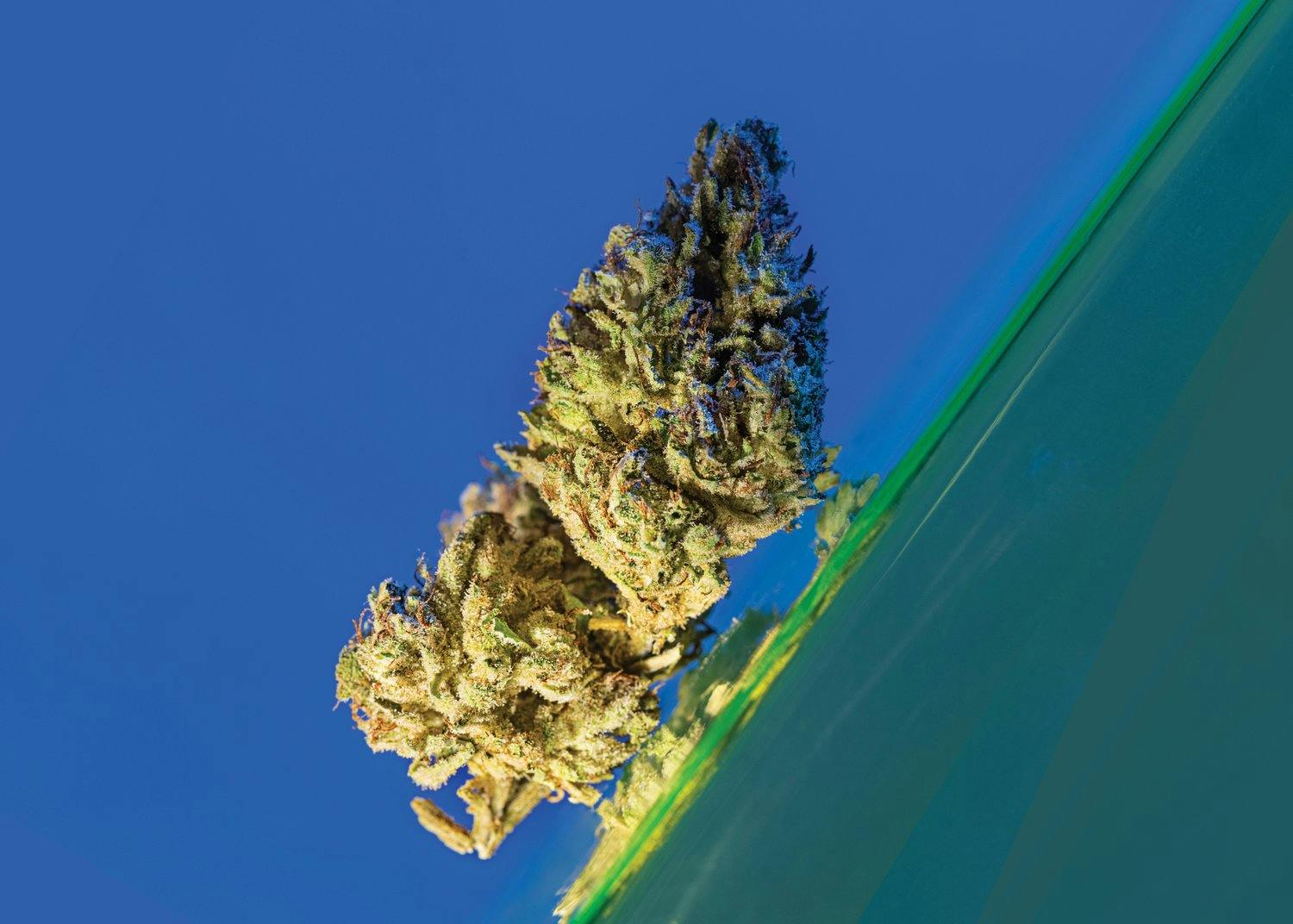 Product: Grasshopper Farms | Gorilla Glue 3 | Hybrid | Bulk Flower | Bronze