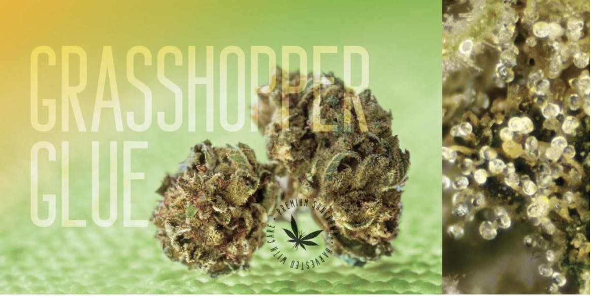 Product: Grasshopper Farms | Bulk Bud - Grasshopper Glue