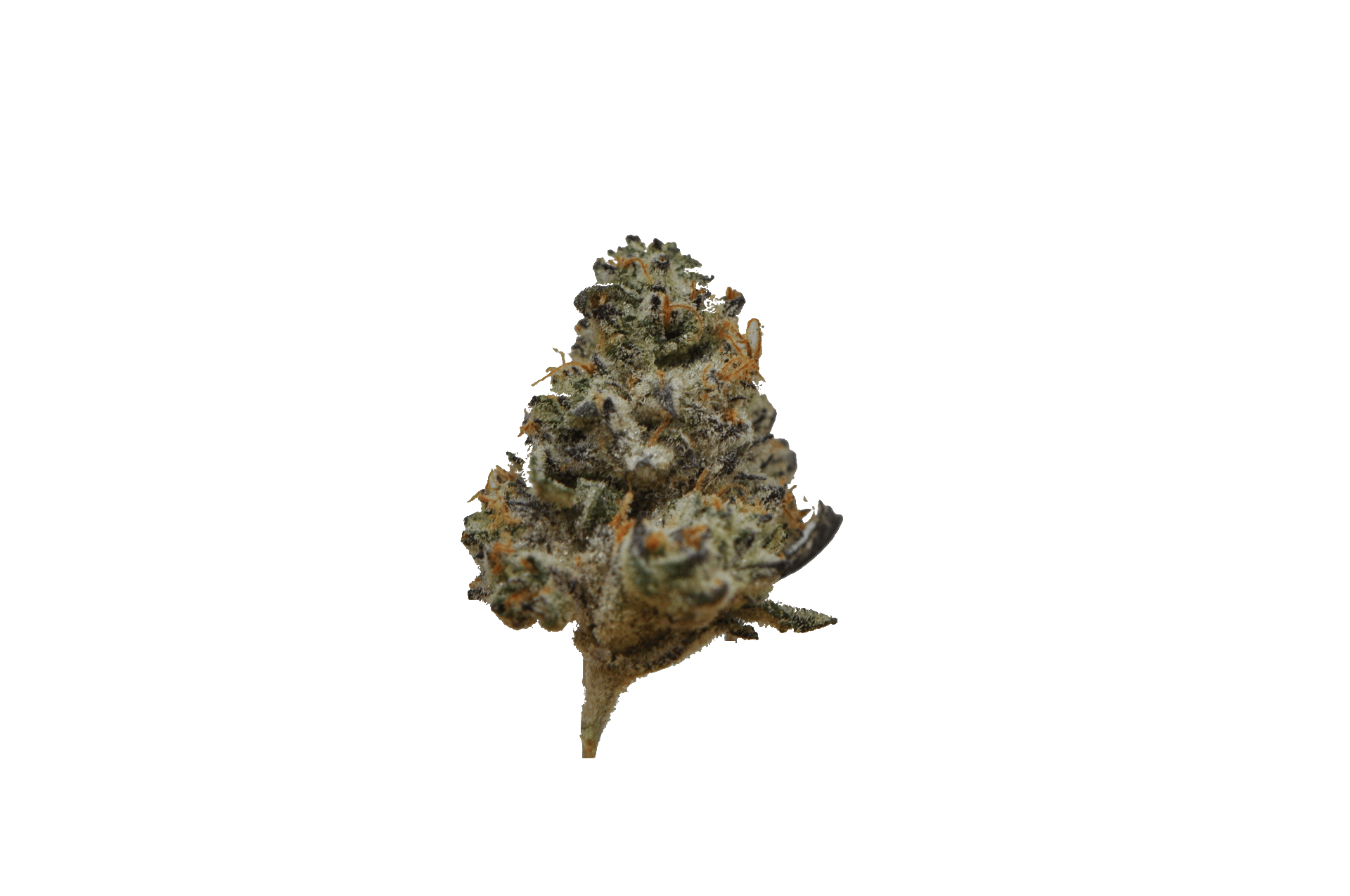 image of Ramen Shaman House “Small Bud” Flower