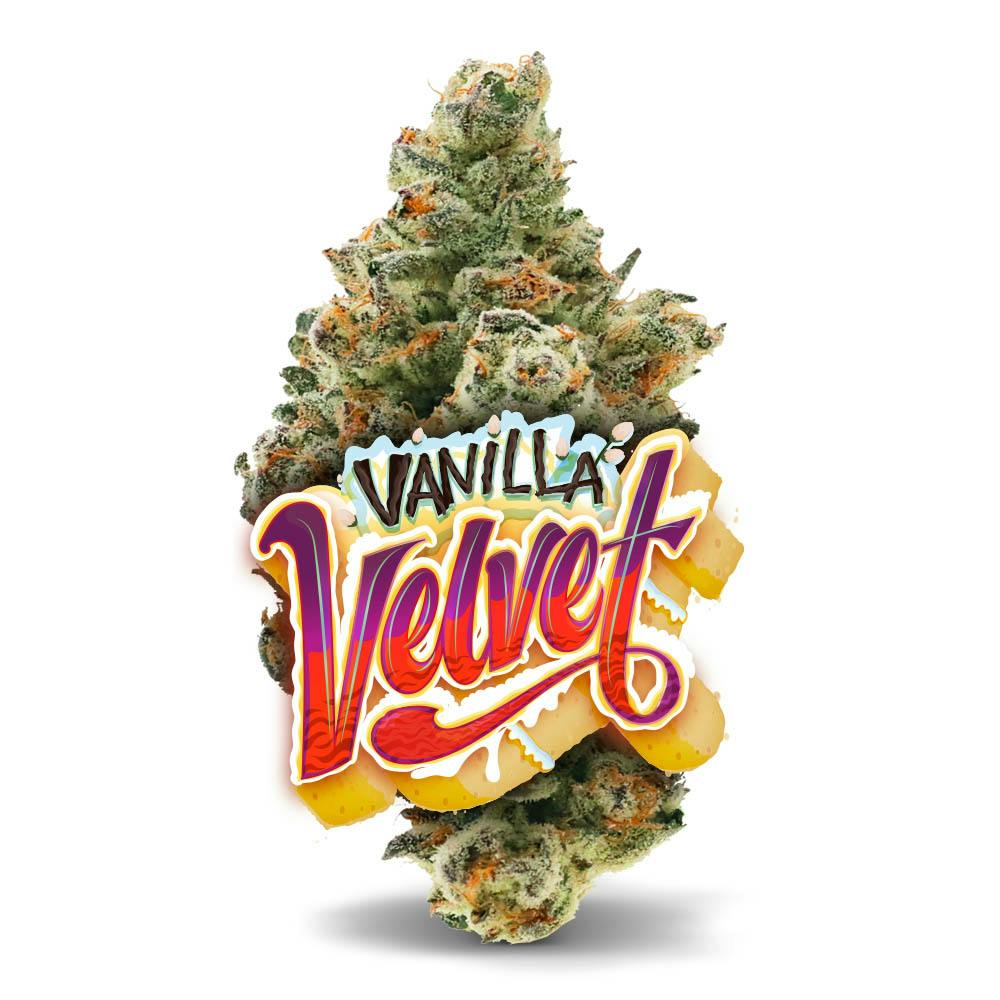 Vanilla Velvet - Premium Flower