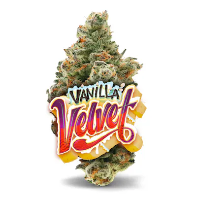 Vanilla Velvet - Premium Flower