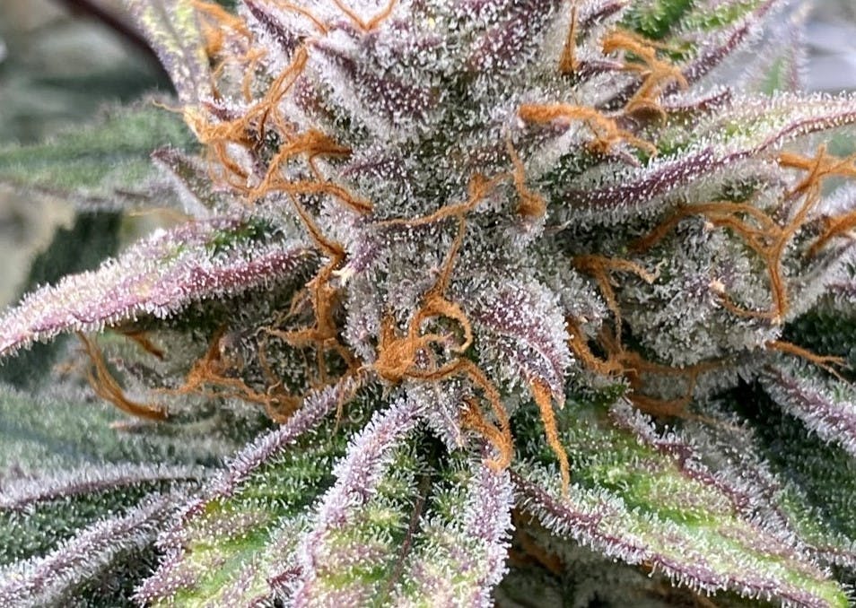 Photo of Blueberry Muffin 7g Pre-Ground The Heirloom Collective