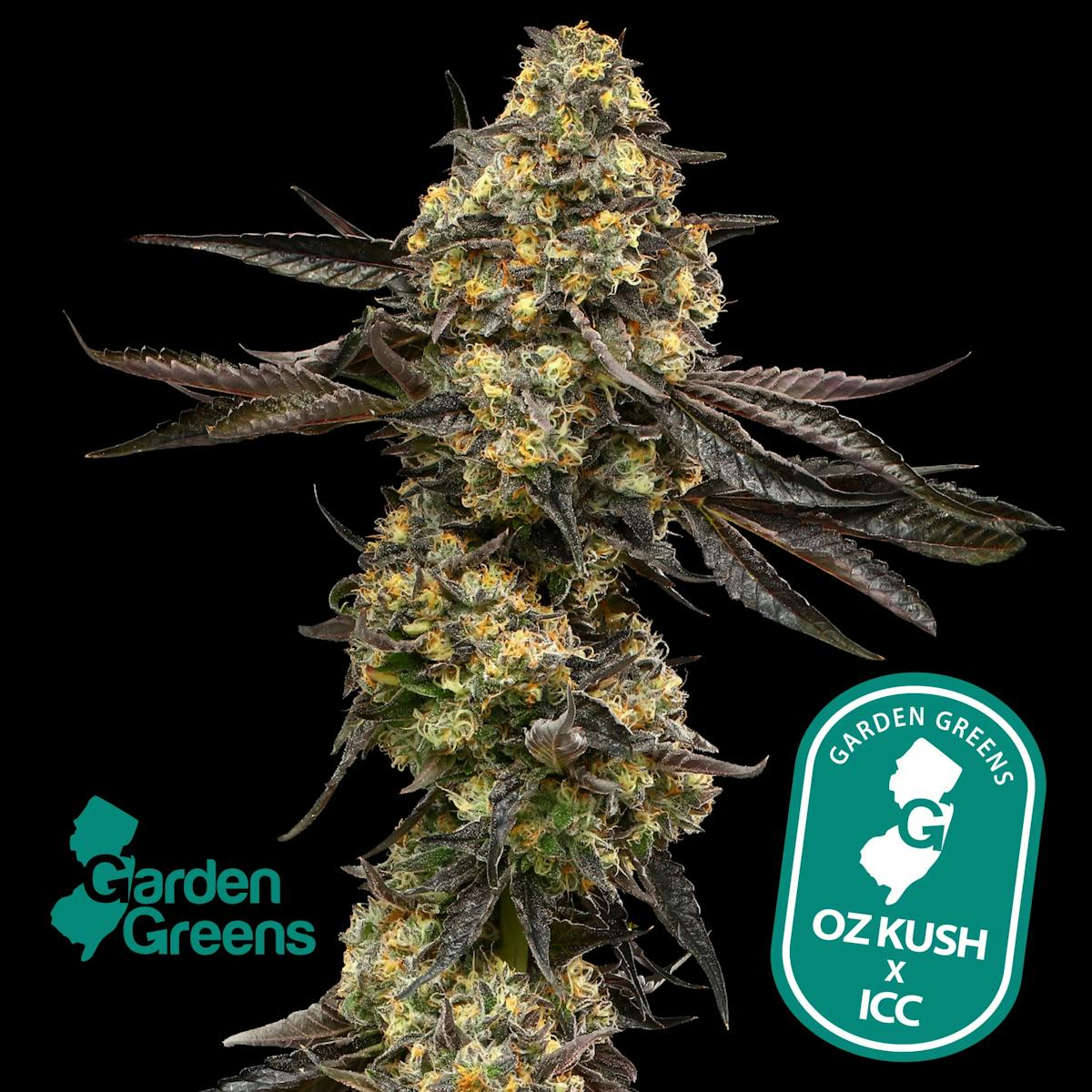 Photo of Garden Greens | ICC X OZ