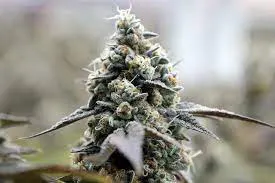 Flower at Tokyo Smoke Dauphin (Main St) Manitoba | Dutchie
