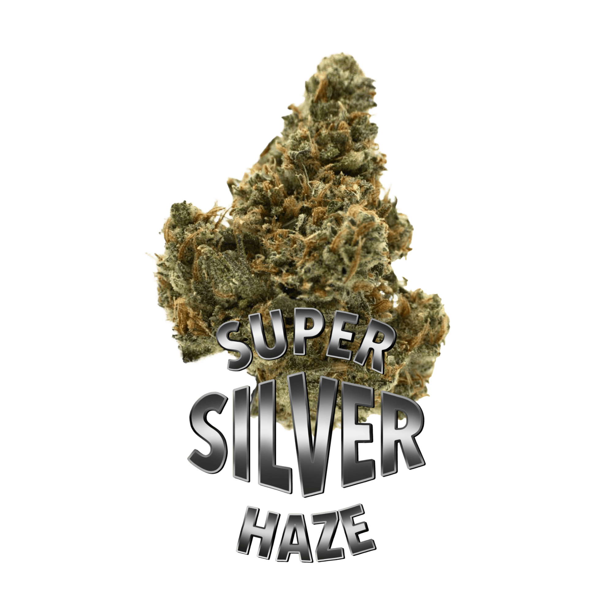 Major Bloom Super Silver Haze - Major Bloom Cannabis Dispensary