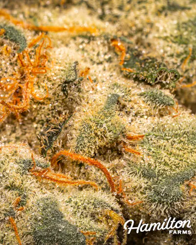 Hamilton Farms | Flower | Dark Krystal | 3.5g-2