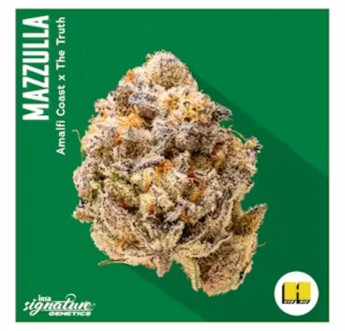 Mazzulla-1