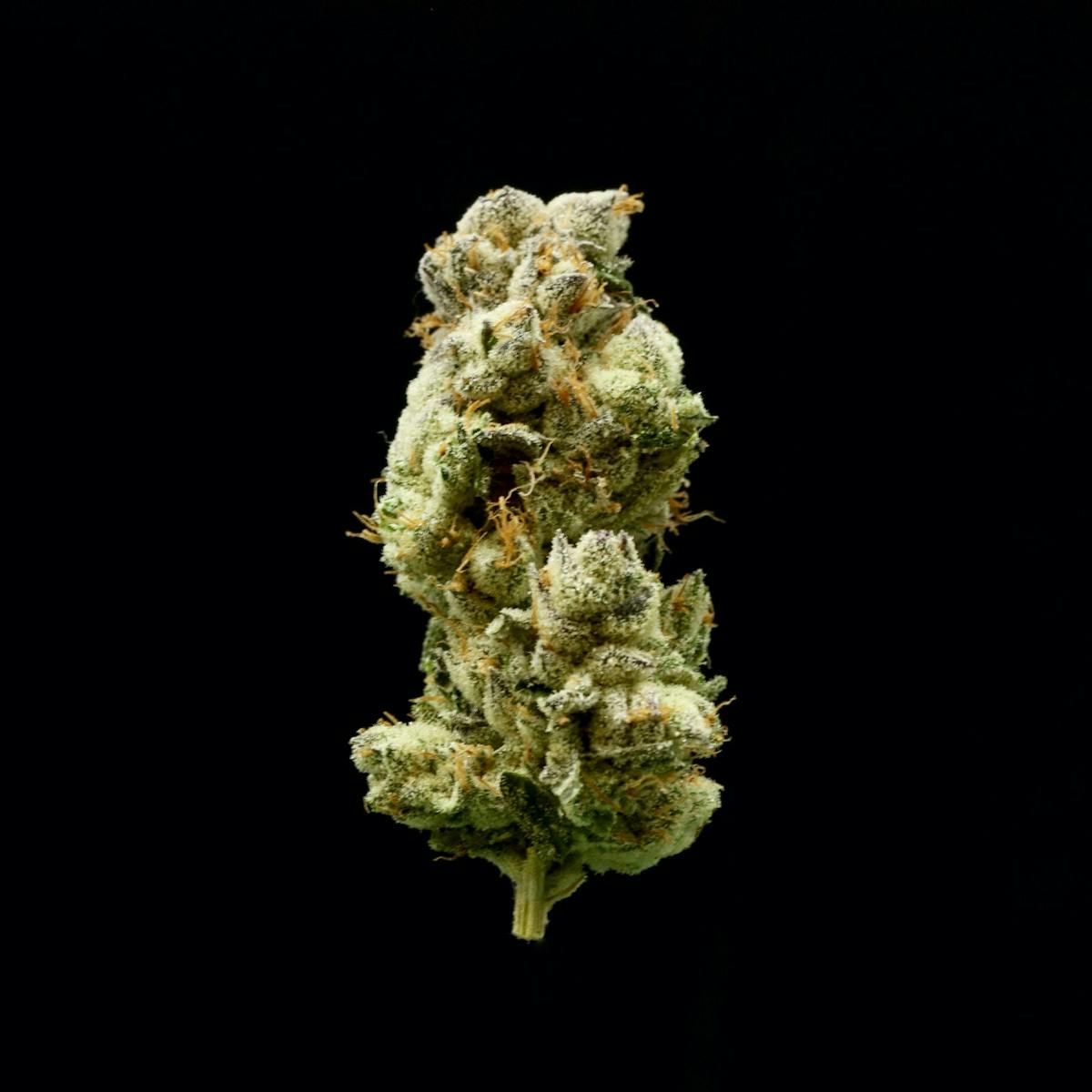 Image of Bitter Orange