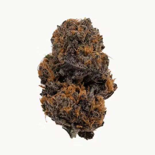 KUTZ | MIDNIGHT ORGY | BULK | HYBRID