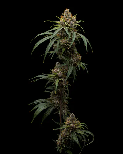 Full Tilt | Black Cherry Punch | Flower | 3.5g-1