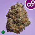 Jelly Pre-Packed