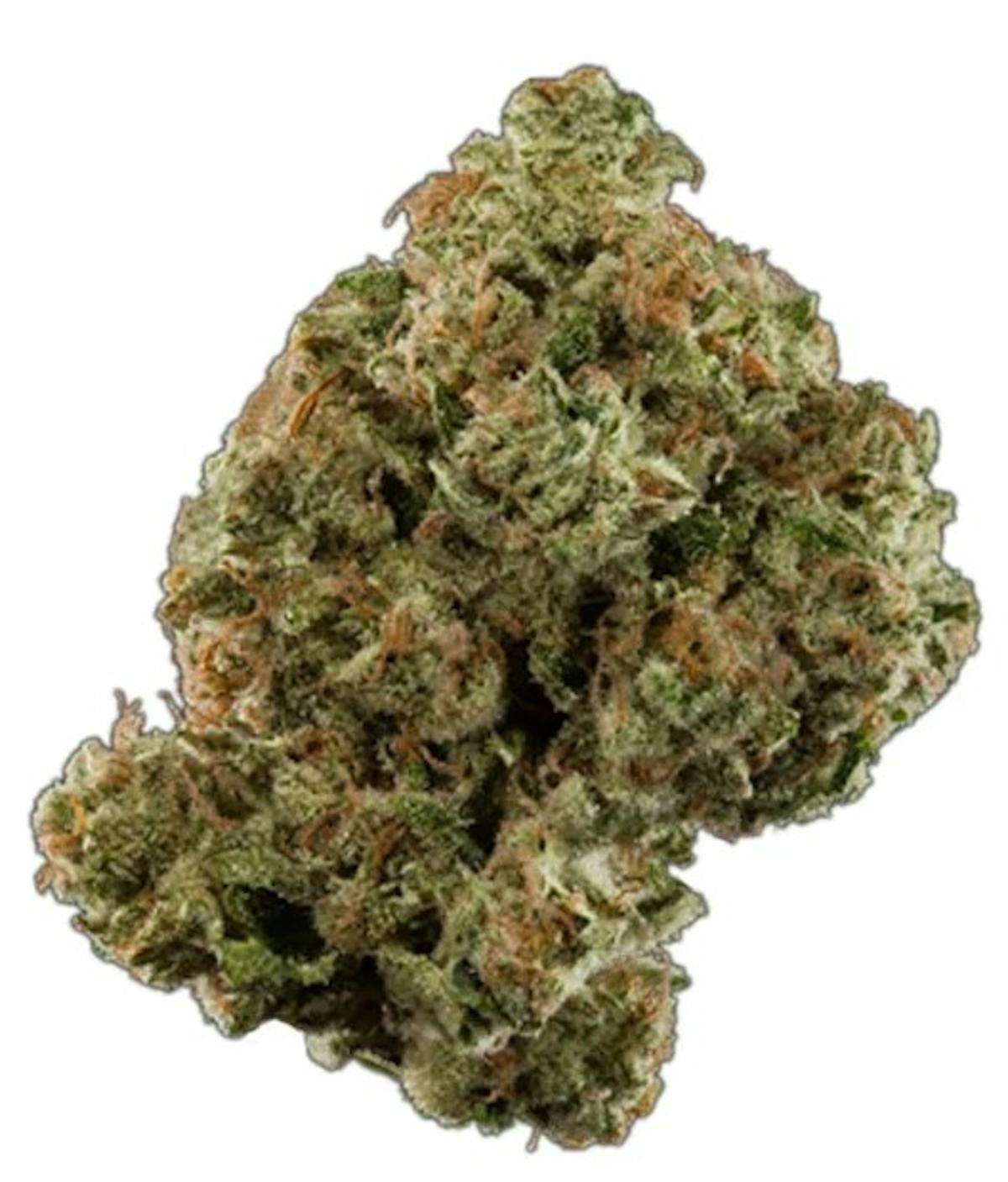 Photo of Gold Shelf – Super Sour Lemon (S)