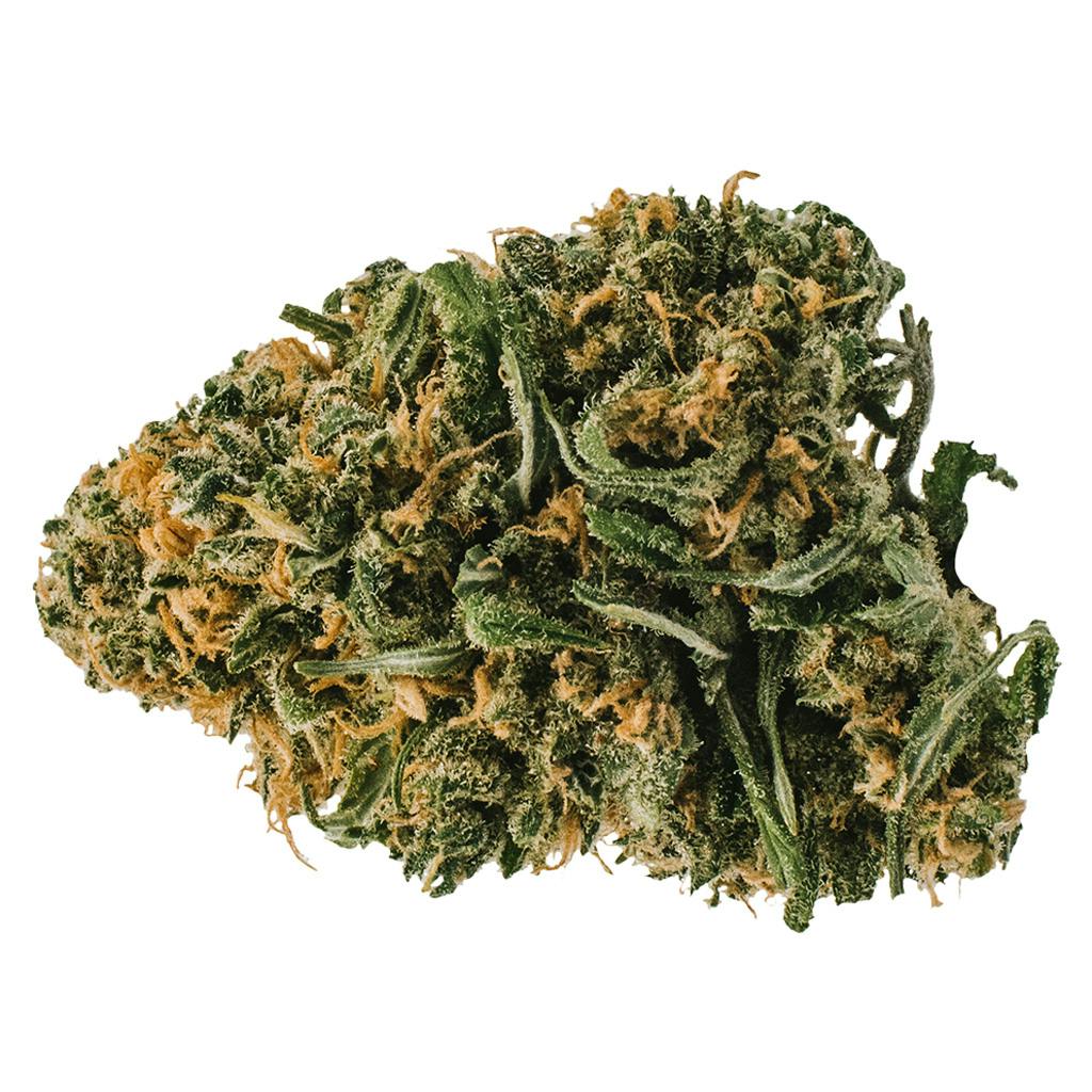 Redecan	- animal rntz