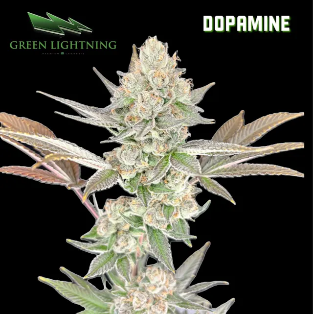 Green Lightning Smalls Dopamine 7g (sativa hybrid, small buds)