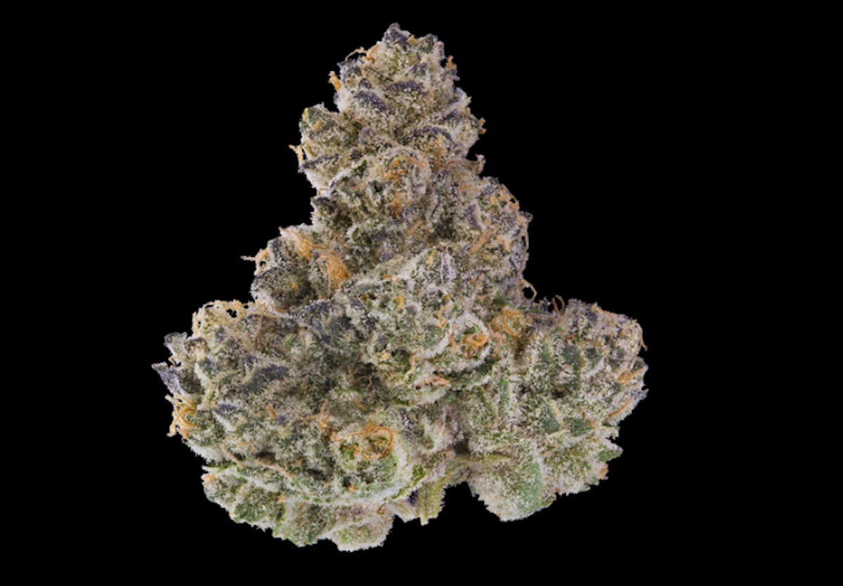 HM Fathom Jigglers I Zaza Green