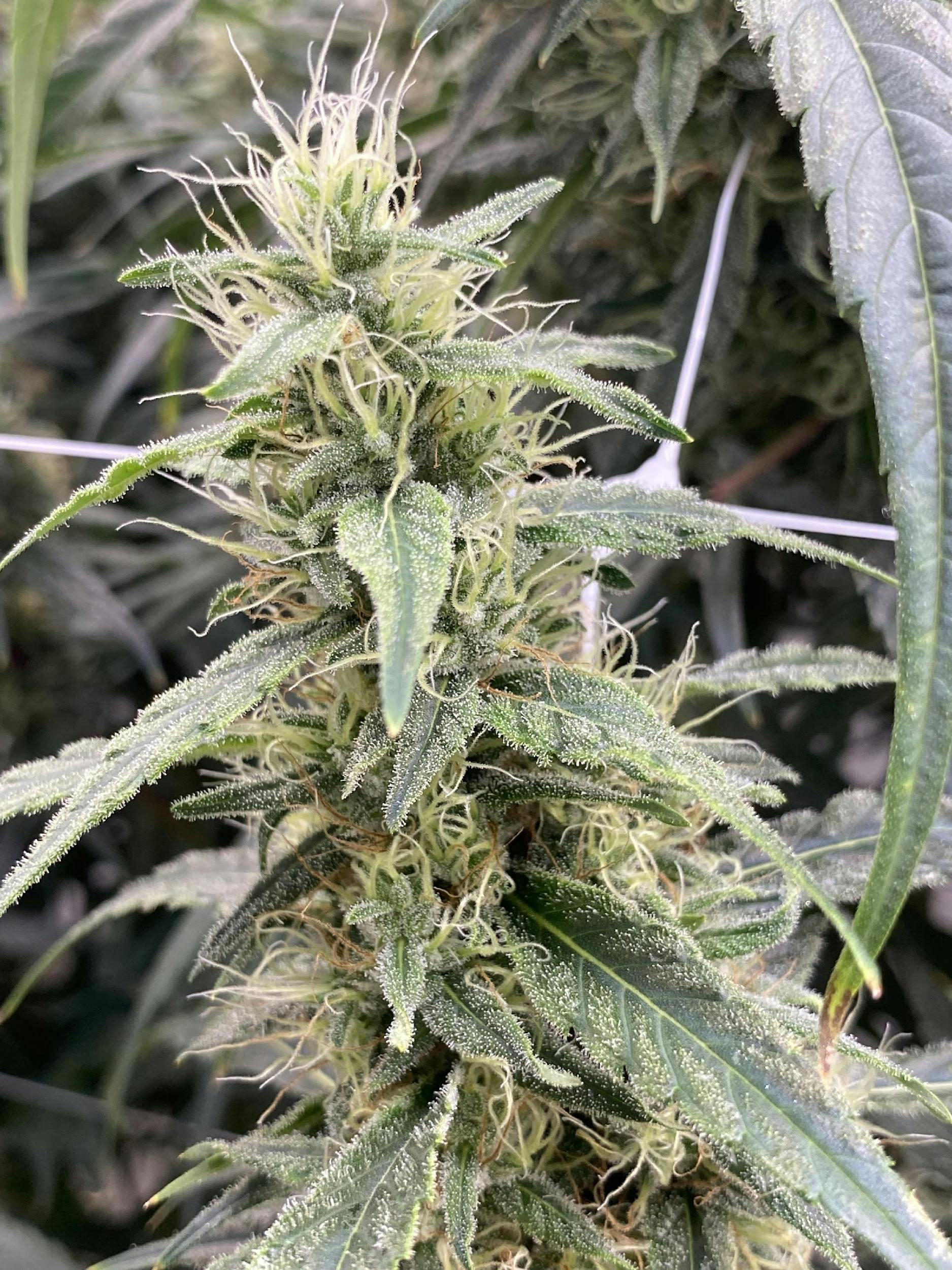 Photo of Sour African Flower The Heirloom Collective