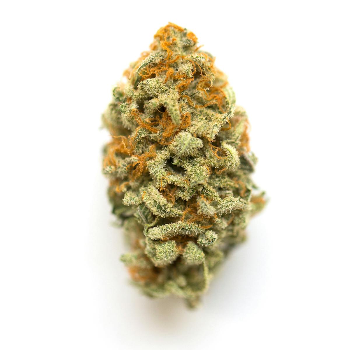 Photo of GMO (Oregon Cannabis Collective)
