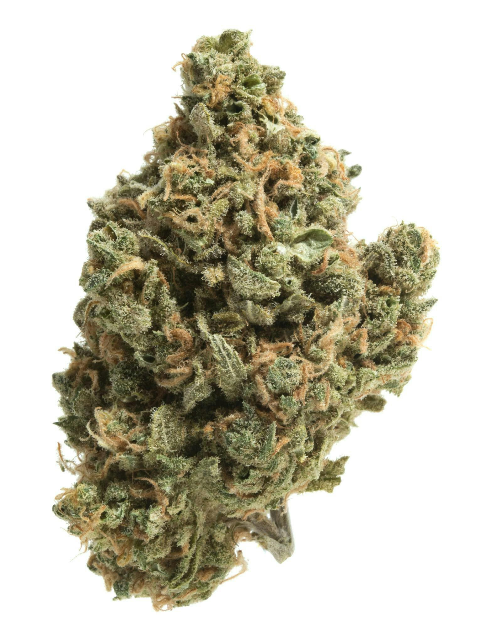 Product: GATSBY CANNABIS CO. | SQUIRT SATIVA/HYBRID