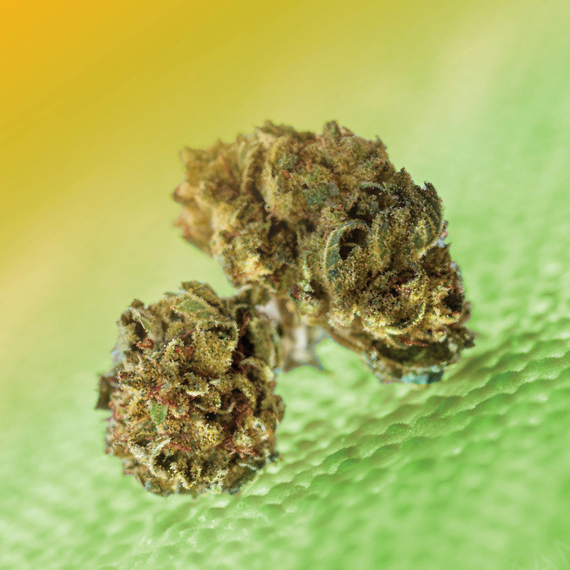 Product: Grasshopper Farms | Grasshopper Glue | Hybrid | Bulk Flower | BRONZE