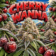 DELI - Cherry Wanna - FLOWER by Exquisite Exotics at King of Budz