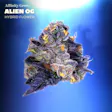 Alien OG Pre-Pack WARNING High THC