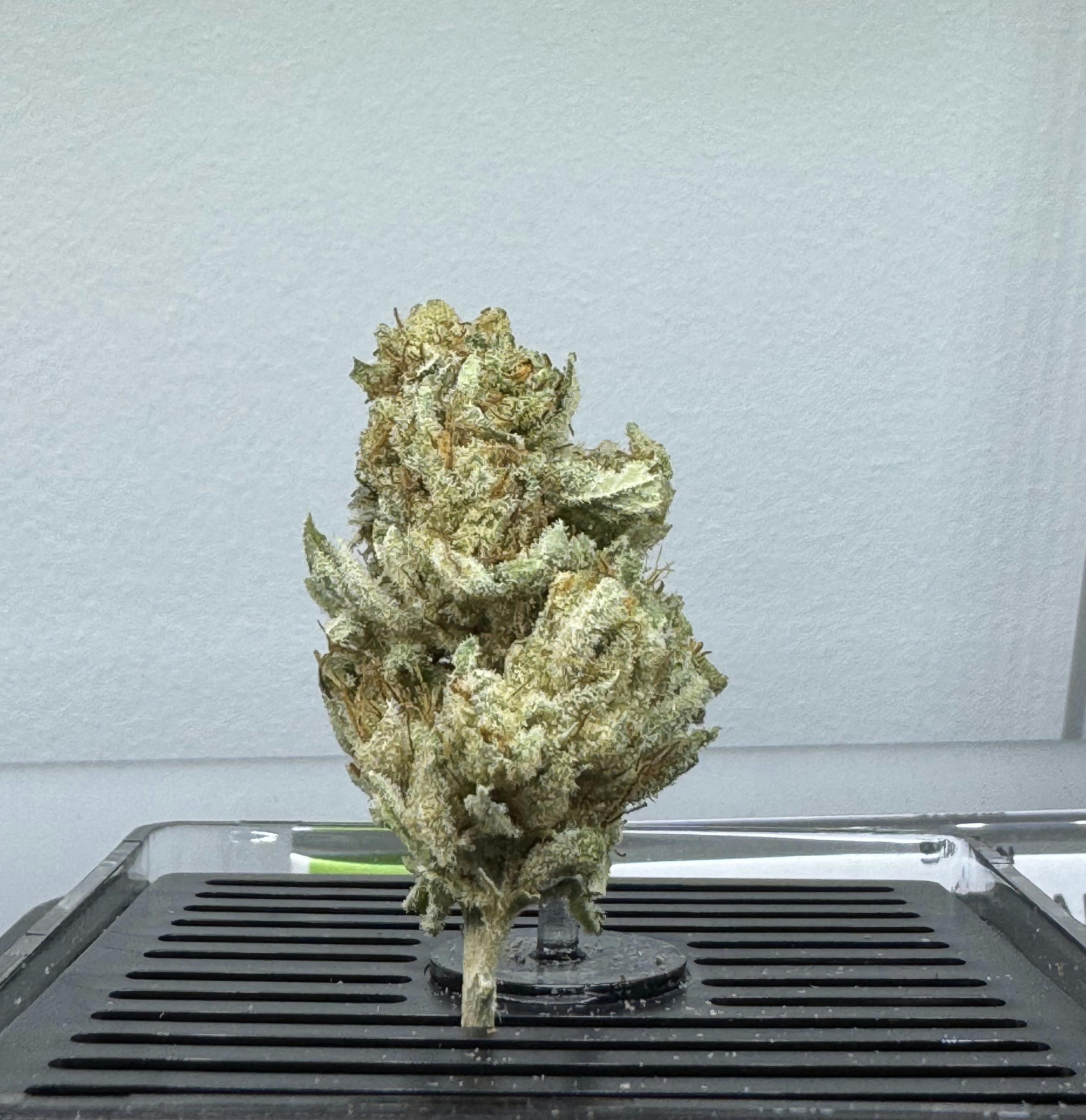 Harlem 21 | Flower | 3.5g by B5RO Cannabis | Buy Online