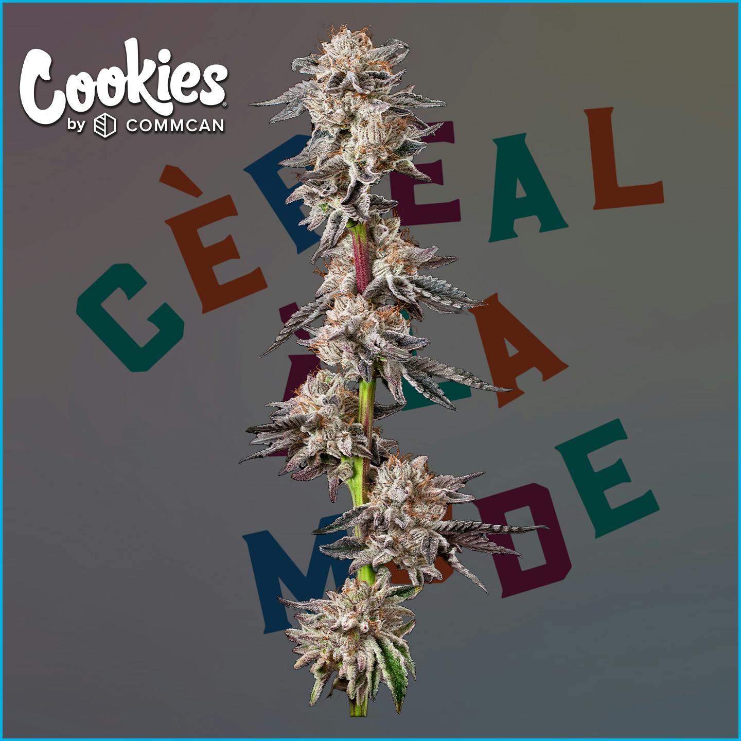 Photo of Cookies Cereal a La Mode 3.5g