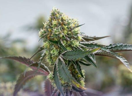 Product Pink Guava x OZK Buds