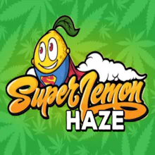 DELI - Super Lemon Haze - FLOWER by Root & Sol at King of Budz