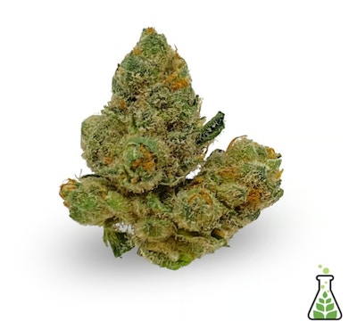 Product Wicked Pissah Buds