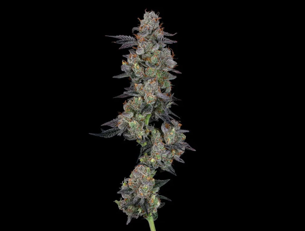 Photo of GMO 3.5g Flower CommCan