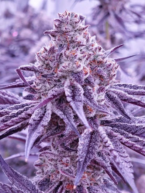 Product: OMG Head Stash | 93 Blueberry | Flower - 3.5g