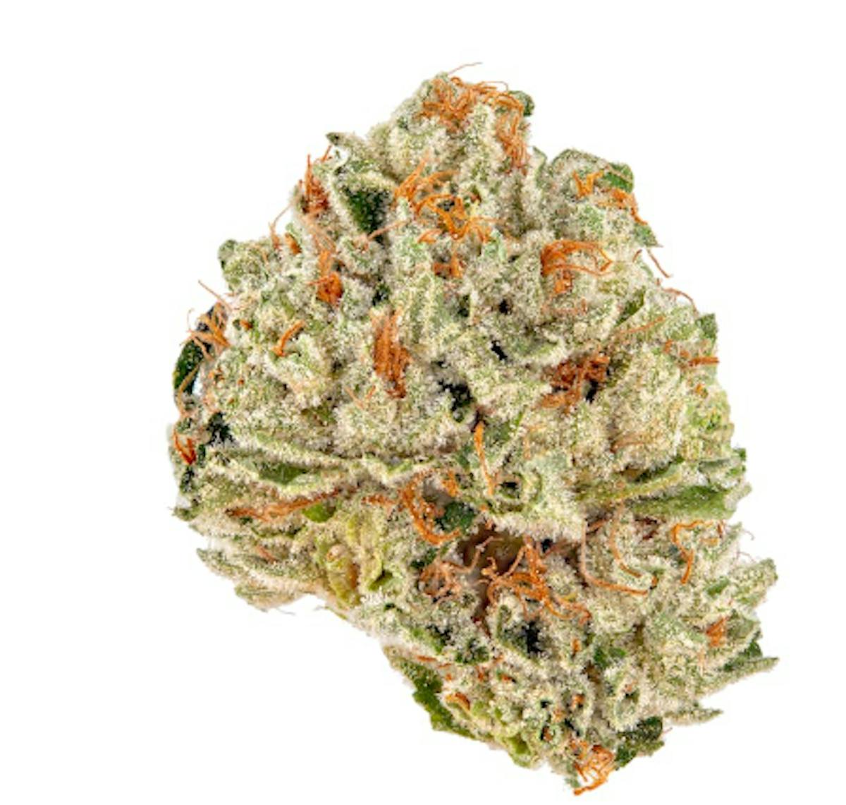 Photo of Gold Shelf – Big Bunz (H)