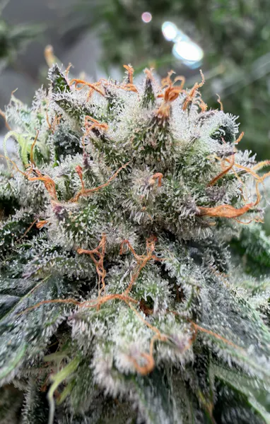 Garden Greens | Double Deja Vu | 3.5g 1/8oz Flower | Garden Greens |