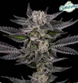 CT Pharma Jokerz
