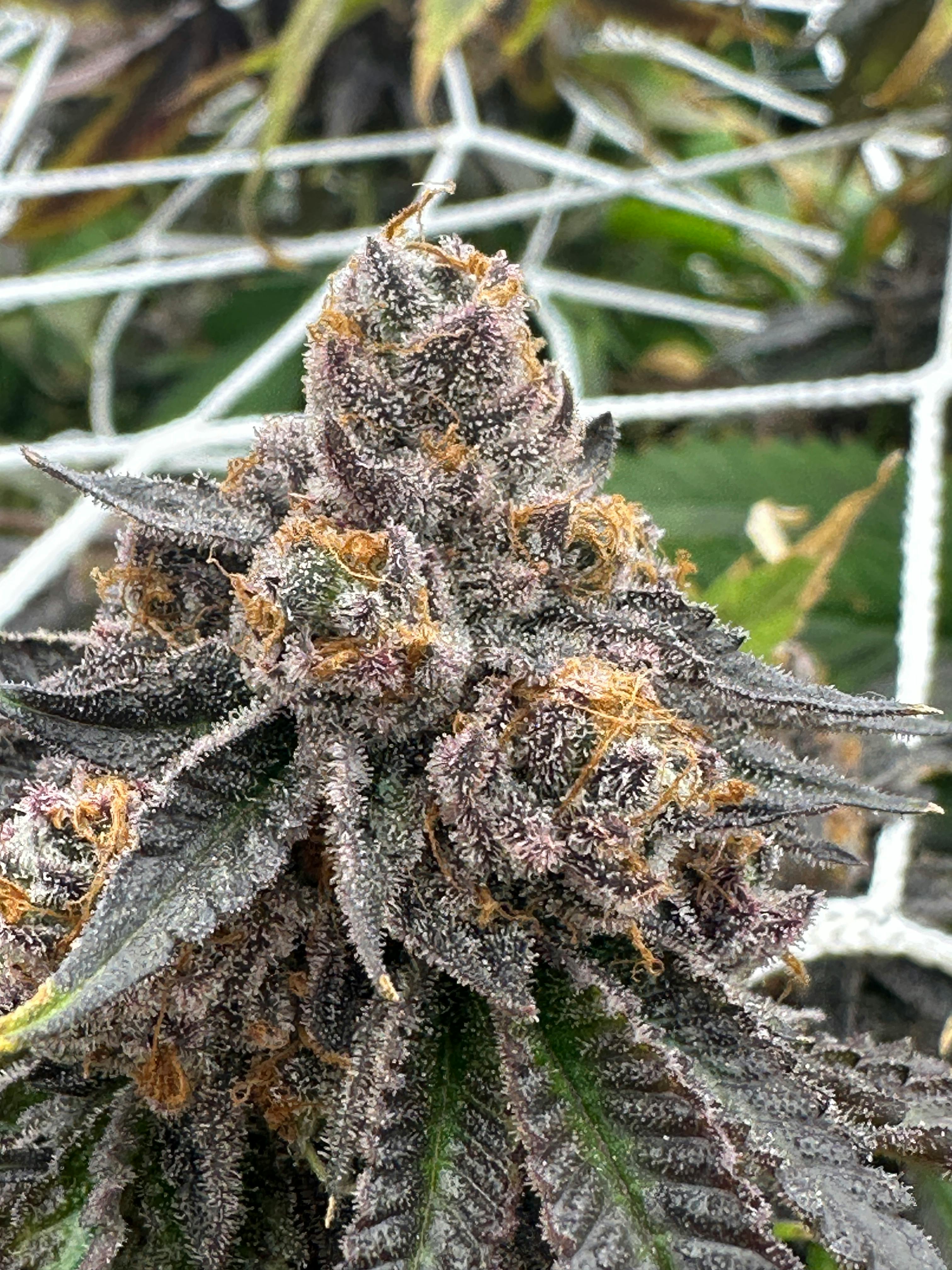 Product GLD II SLP (Gold)