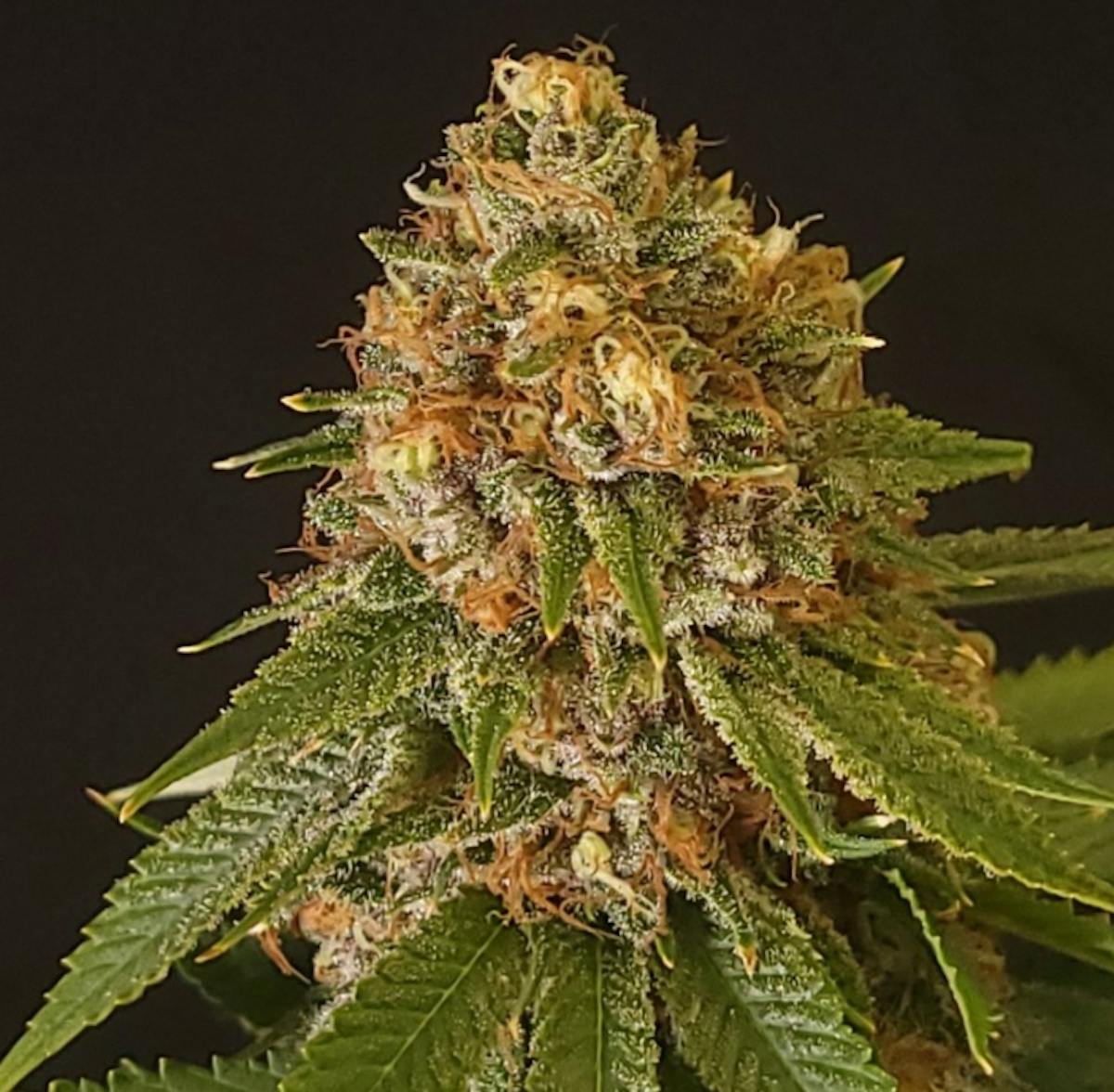 Photo of Gibby’s Garden Blue Dream