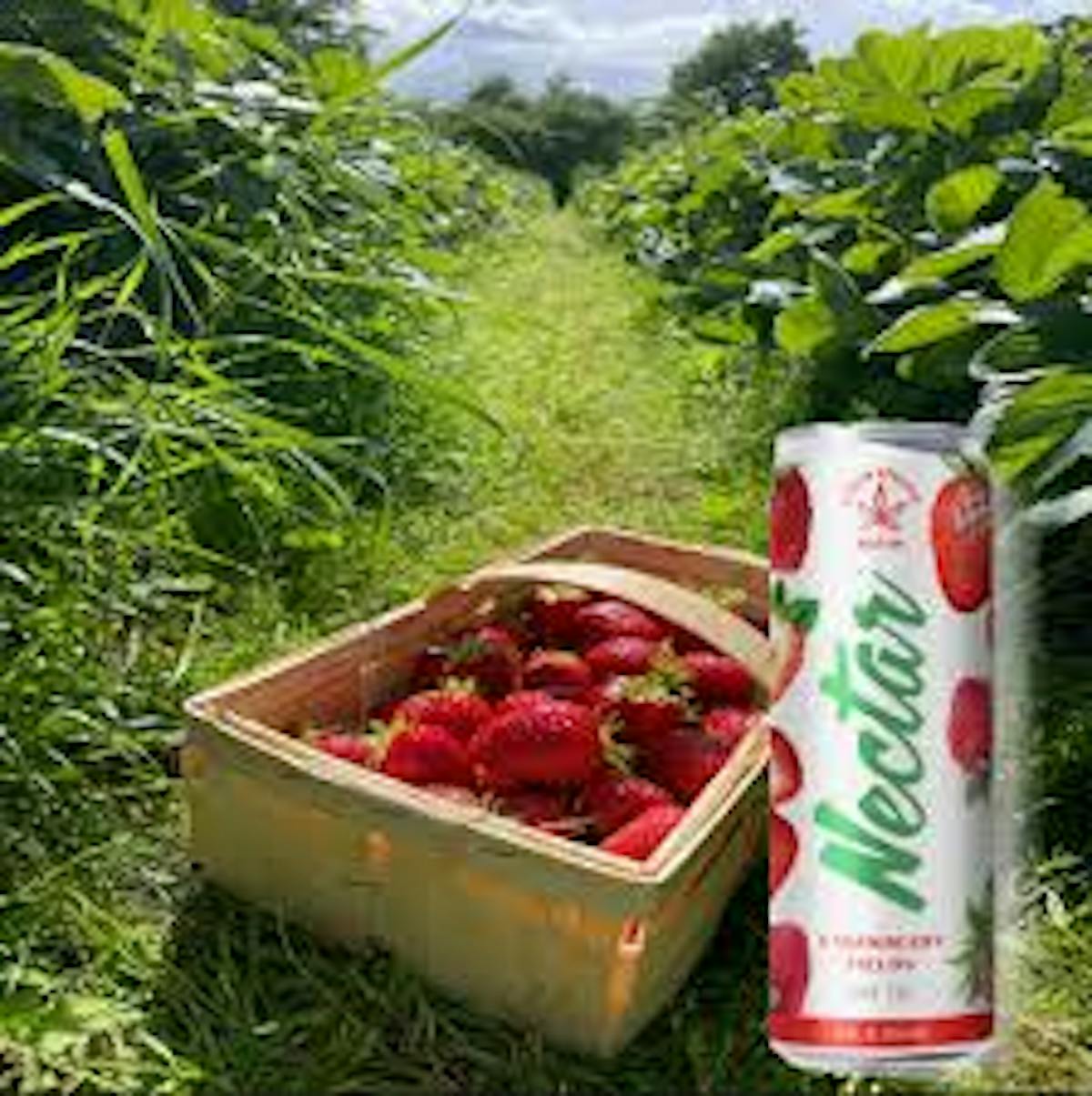Image of Strawberry Fields | Seltzer