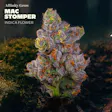 Mac Stomper