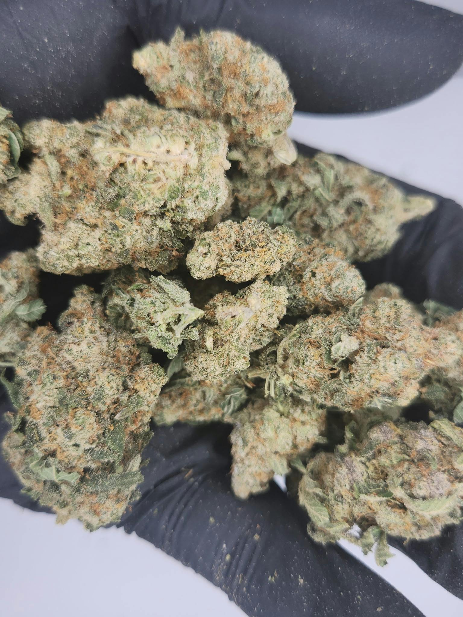 Product: Fresh Canna | Bulk Bud - Apple Fritter