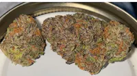 Product Creamsicle Buds