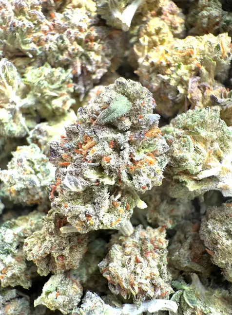 Cannabis Whole Flower | Harborside (San Leandro)