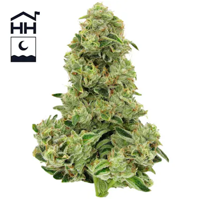 emerald green plant Emerald Green Arborvitae  Plant Detectives