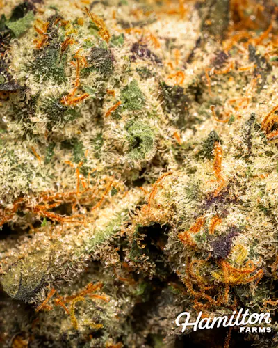 Hamilton Farms | Flower | Kiwi Kandy | 3.5g-2