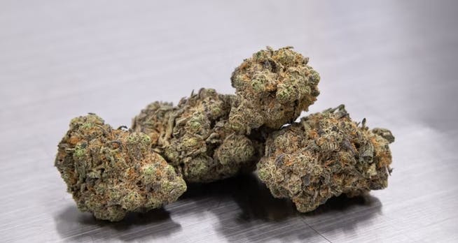 Product: Wingsuit | Elysium Cultivation