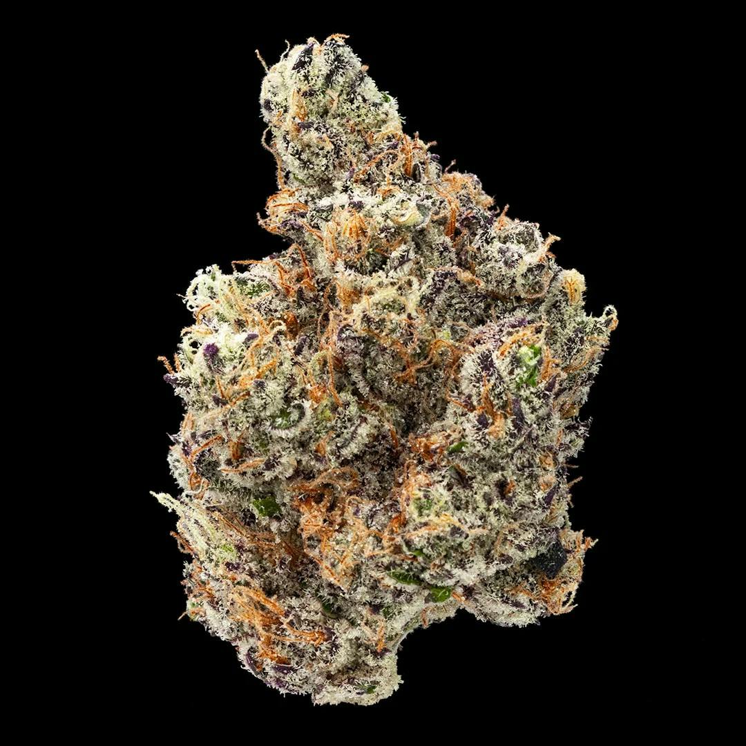 ORBIT ORBIT | GOVERNMENT OASIS | BULK | HYBRID — FLOWER