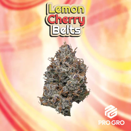 DELI - Pro Gro - Lemon Cherry Beltz - product image at King of Budz
